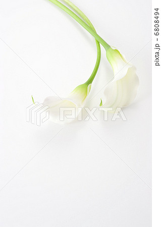 白いカラー 6808494