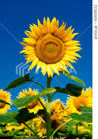 Sunflower field background under blue sky Sunflower field background under blue sky 6808632