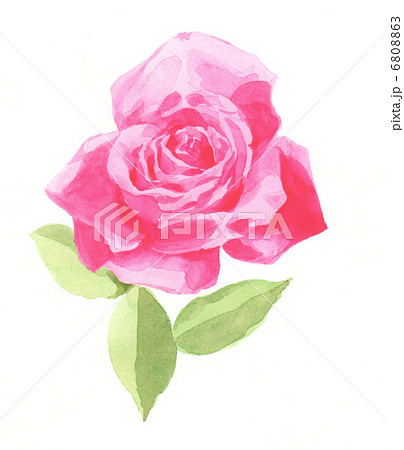 バラ−２ 6808863