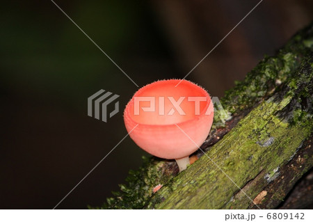 ピンクのきのこ 6809142