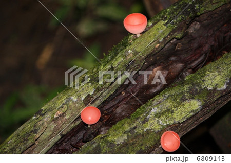 ピンクのきのこ 6809143