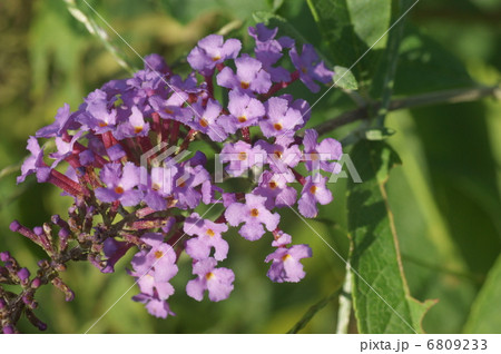 ブッドレア 6809233