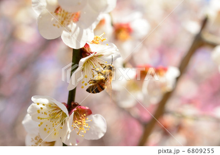 ミツバチ 6809255