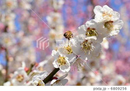 ミツバチ ミツバチ 6809256