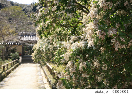 あせび咲く参道 あせび咲く参道 6809301
