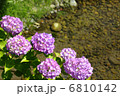 水辺とアジサイ 6810142