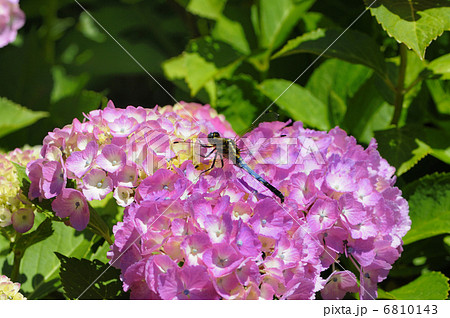 アジサイとシオカラトンボ 6810143