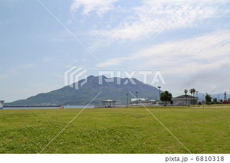 雄大な桜島と目の前に広がるみどりの絨毯 6810318