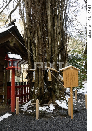 貴船神社のご神木 6810365