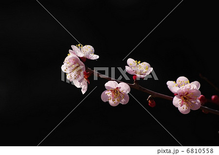 紅梅 紅梅 6810558