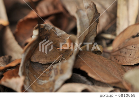 擬態 ~ムラサキシジミ~ 擬態 ~ムラサキシジミ~ 6810669