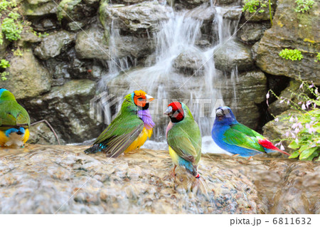 Exotic Birds Enjoying the Water Exotic Birds Enjoying the Water 6811632