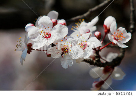 小菅西公園のアカバザクラ・ベニスモモの花と蕾 6811733