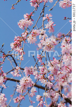 都電沿線の尾久八幡神社のピンク色のしだれ桜の花と青空 6811737