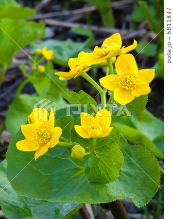 エゾノリュウキンカ エゾノリュウキンカ 6811837