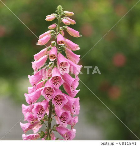 ジキタリス 6811841