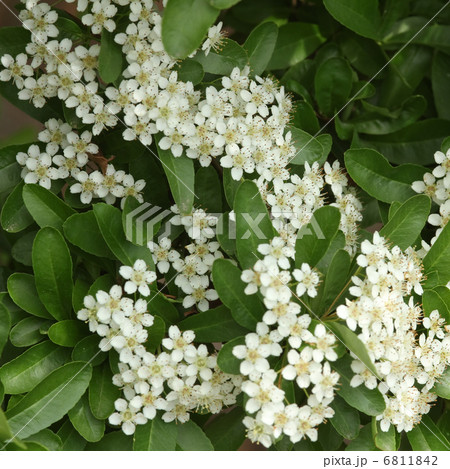 ピラカンサ ピラカンサ 6811842