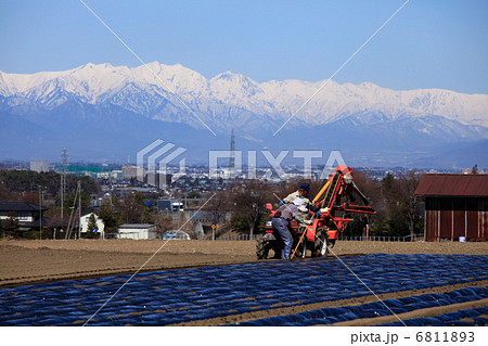 春の農作業風景と北アルプスと安曇野 春の農作業風景と北アルプスと安曇野 6811893