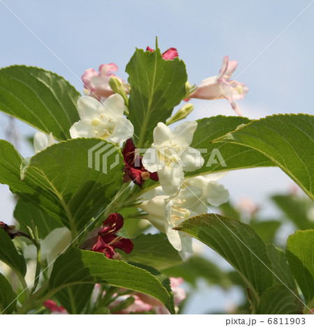 ハコネウツギ ハコネウツギ 6811903