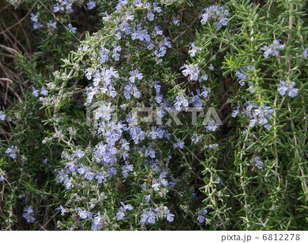 ローズマリー:ハーブ ローズマリー:ハーブ 6812278