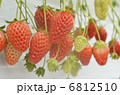 いちご 6812510
