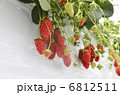 いちご 6812511