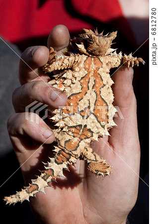 ソーニーデビル-珍しい動物-のおなかの模様 ソーニーデビル-珍しい動物-のおなかの模様 6812780