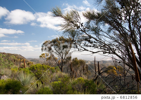 オーストラリア・アウトバック 6812856