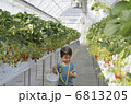 いちご狩り 6813205