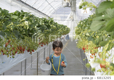 いちご狩り いちご狩り 6813205