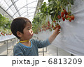 いちご狩り 6813209