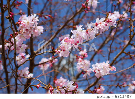 十月桜　花言葉：精神美　Prunus × subhirtella 'Autumnalis'  6813407
