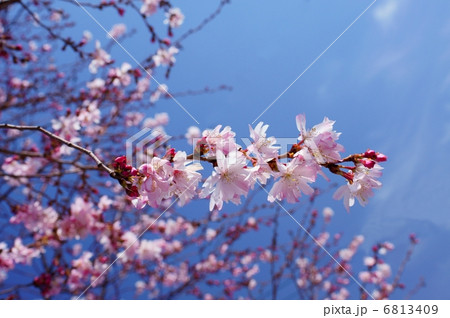 十月桜　花言葉：精神美　Prunus × subhirtella 'Autumnalis'  6813409