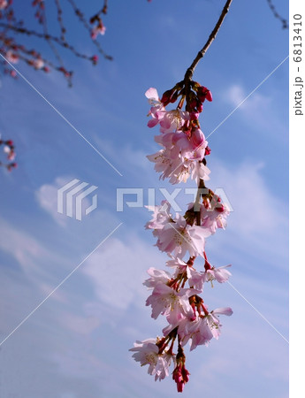 十月桜　花言葉：精神美　Prunus × subhirtella 'Autumnalis'  6813410