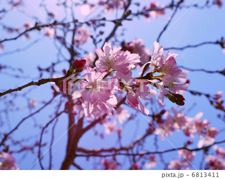 十月桜 花言葉 精神美 Prunus Subhirtella Autumnalis の写真素材