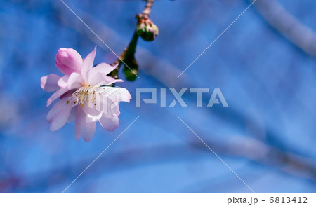 十月桜　花言葉：精神美　Prunus × subhirtella 'Autumnalis'  6813412