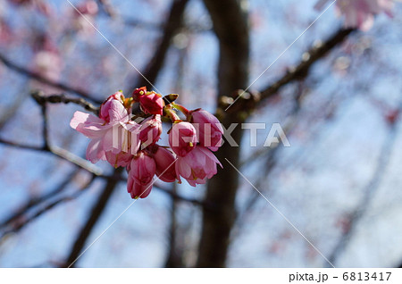 十月桜 花言葉 精神美 Prunus Subhirtella Autumnalis の写真素材