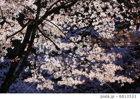 山桜 山桜 6813531