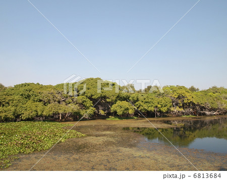 タイ　ピマーイ　サインガム公園 6813684