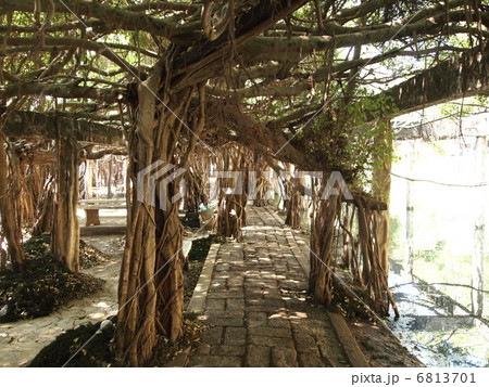タイ　ピマーイ　サインガム公園　ベンガル菩提樹の森 6813701