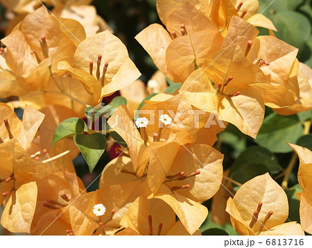 プーゲンビリア 黄色 プーゲンビリア 黄色 6813716