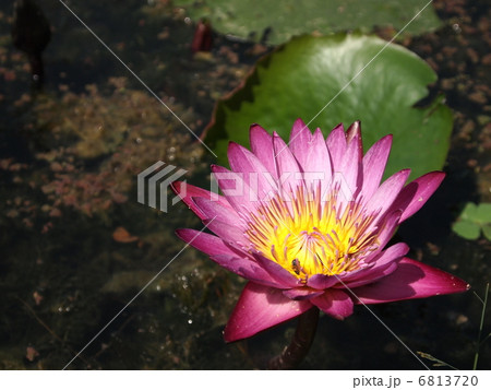 睡蓮　紫色 6813720