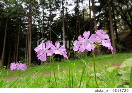 高ボッチ山麓で咲くサクラソウと唐松林 6813726