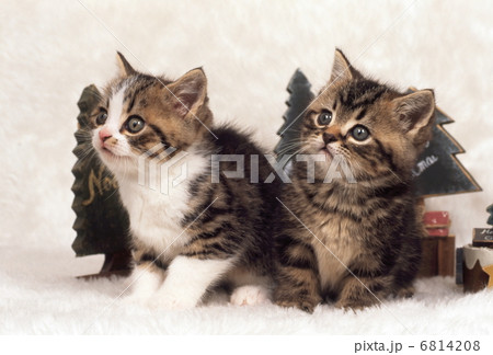 猫のクリスマス 6814208