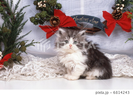 猫のクリスマス 猫のクリスマス 6814243