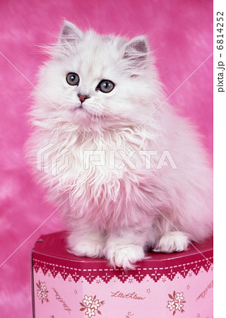 ピンク色背景の猫の写真素材