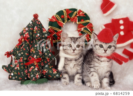 猫のクリスマス 6814259