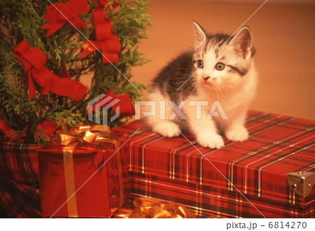 猫のクリスマス 猫のクリスマス 6814270