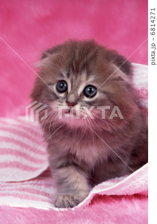 ピンク色背景の猫 6814271