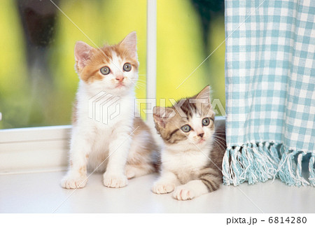 窓辺の仔猫 窓辺の仔猫 6814280